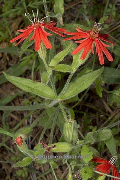 silene laciniata ssp californica 10 graphic